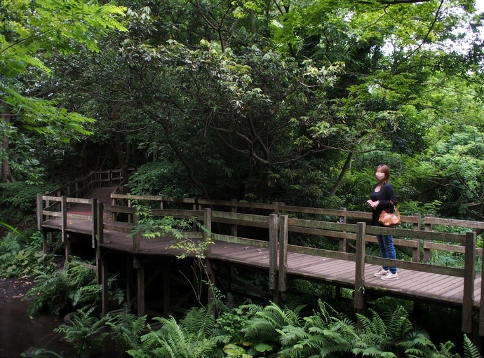 柿田川公園 木製八つ橋2