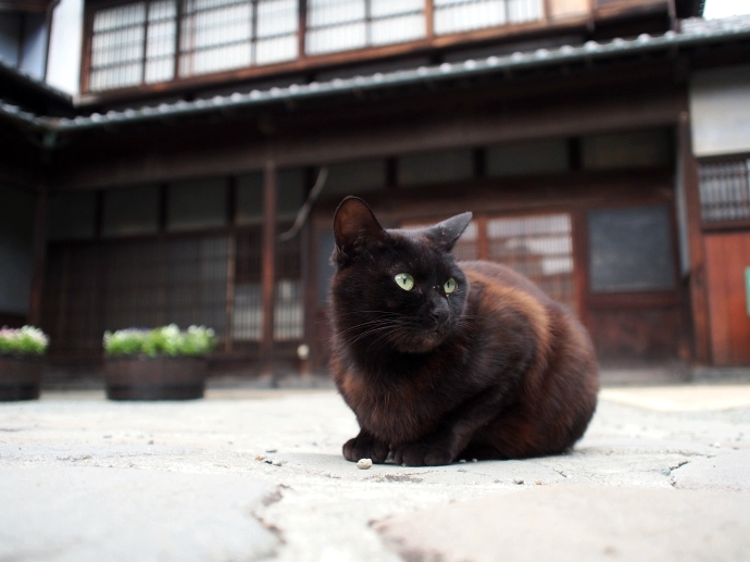 柿田川公園の猫