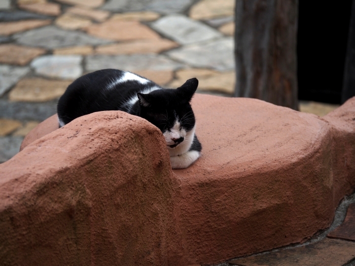 志摩地中海村の猫
