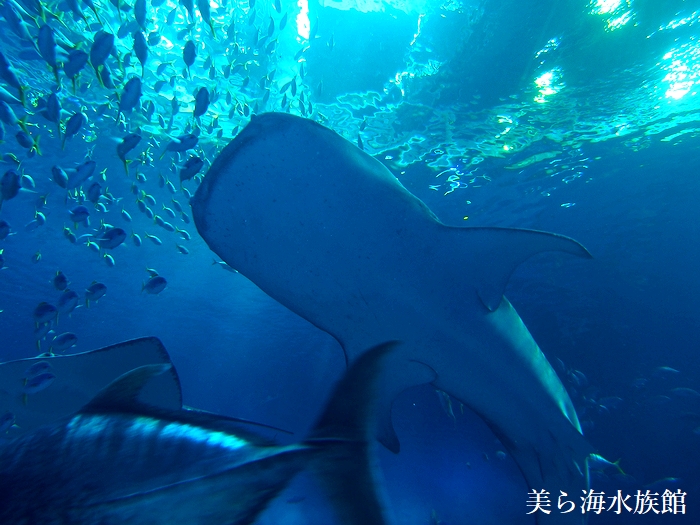 シン。ピカソの貯水池の模写 シン。ピカソの貯水池の模写 UESHIMA MUSEUM COLLECTION