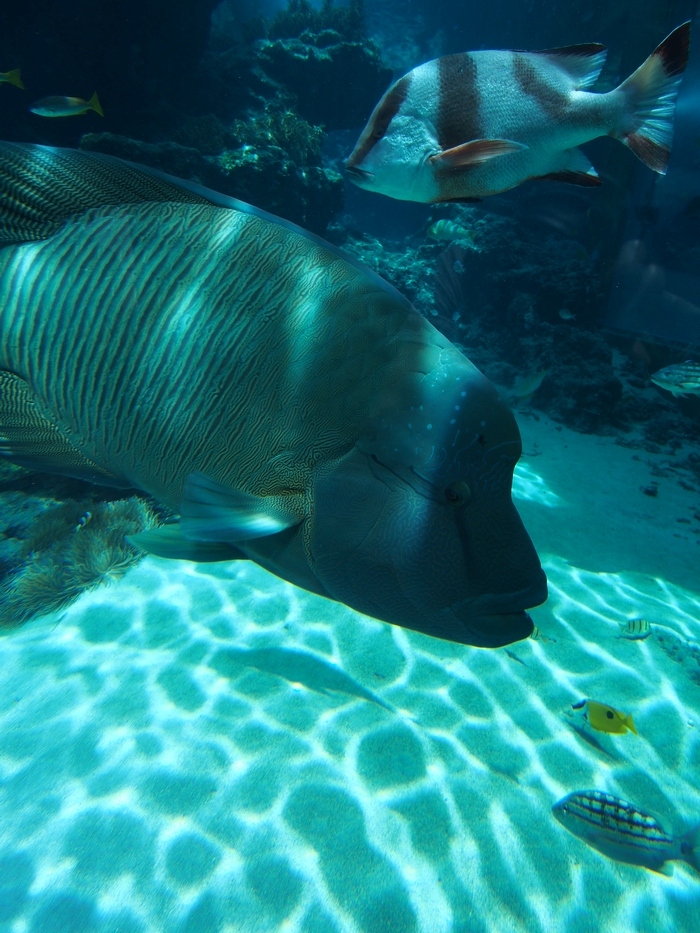 美ら海水族館 熱帯魚の海 メガネモチノウオ