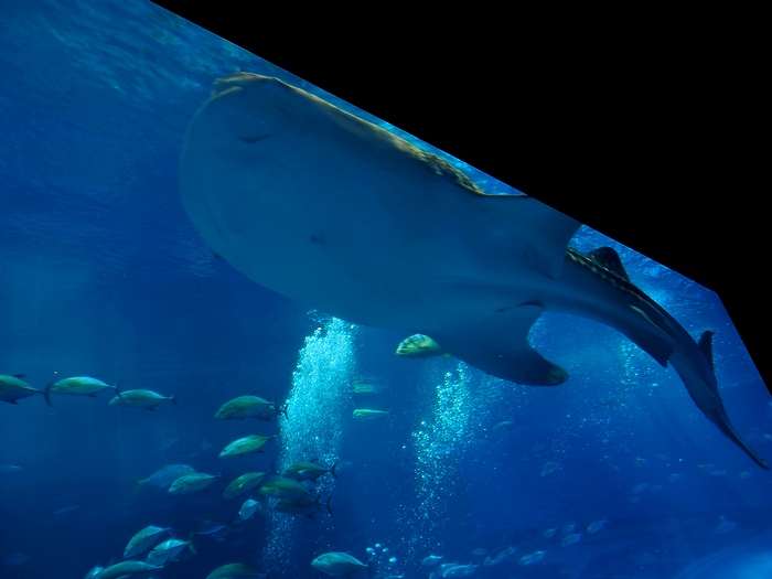 美ら海水族館 ジンベエザメの雌
