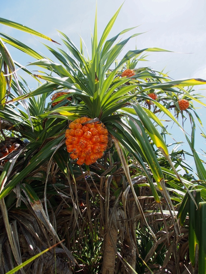 瀬底島ぶらり4 沖縄でよく見かける植物