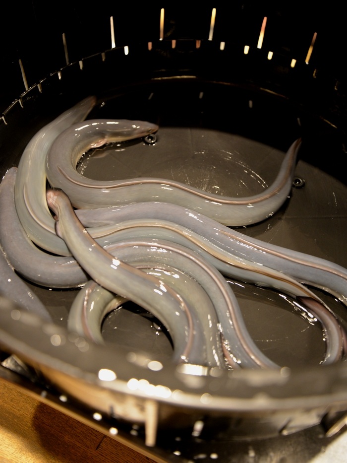 うなしげ 生きた鰻