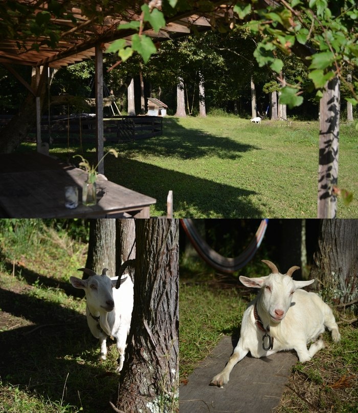 ライステラスカフェ ブラウンズフィールド ヤギ
