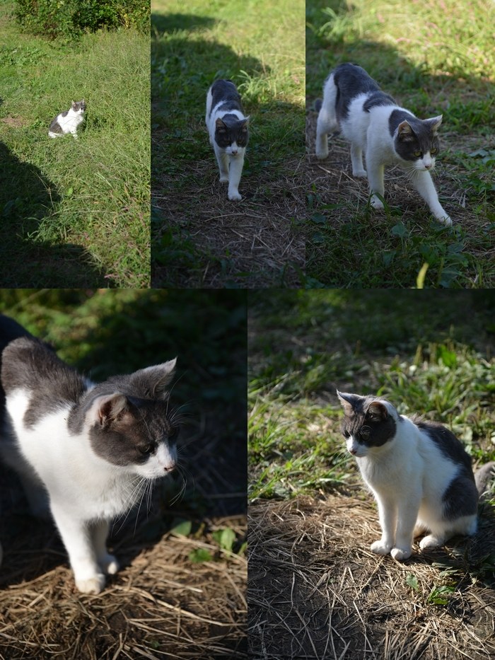 ライステラスカフェの猫