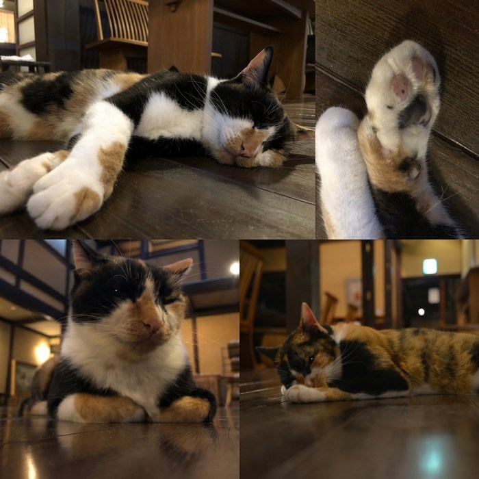 三水館の猫 2022年11月