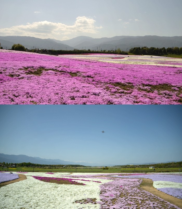 信州スカイパーク ワイルドフラワー園の芝桜