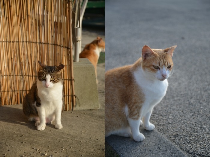 残波岬にいた猫